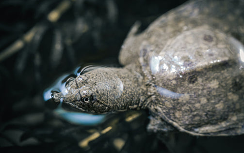 国産(沖縄県産)すっぽん100%